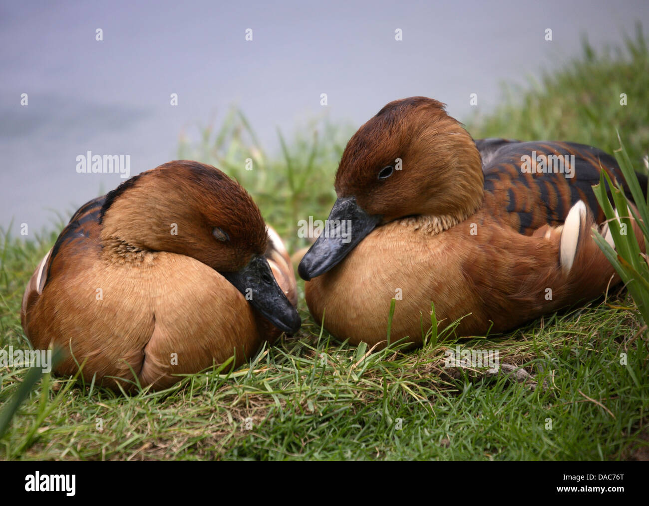 Sibilo Fulvous anatre (dendrocygna bicolor) Foto Stock