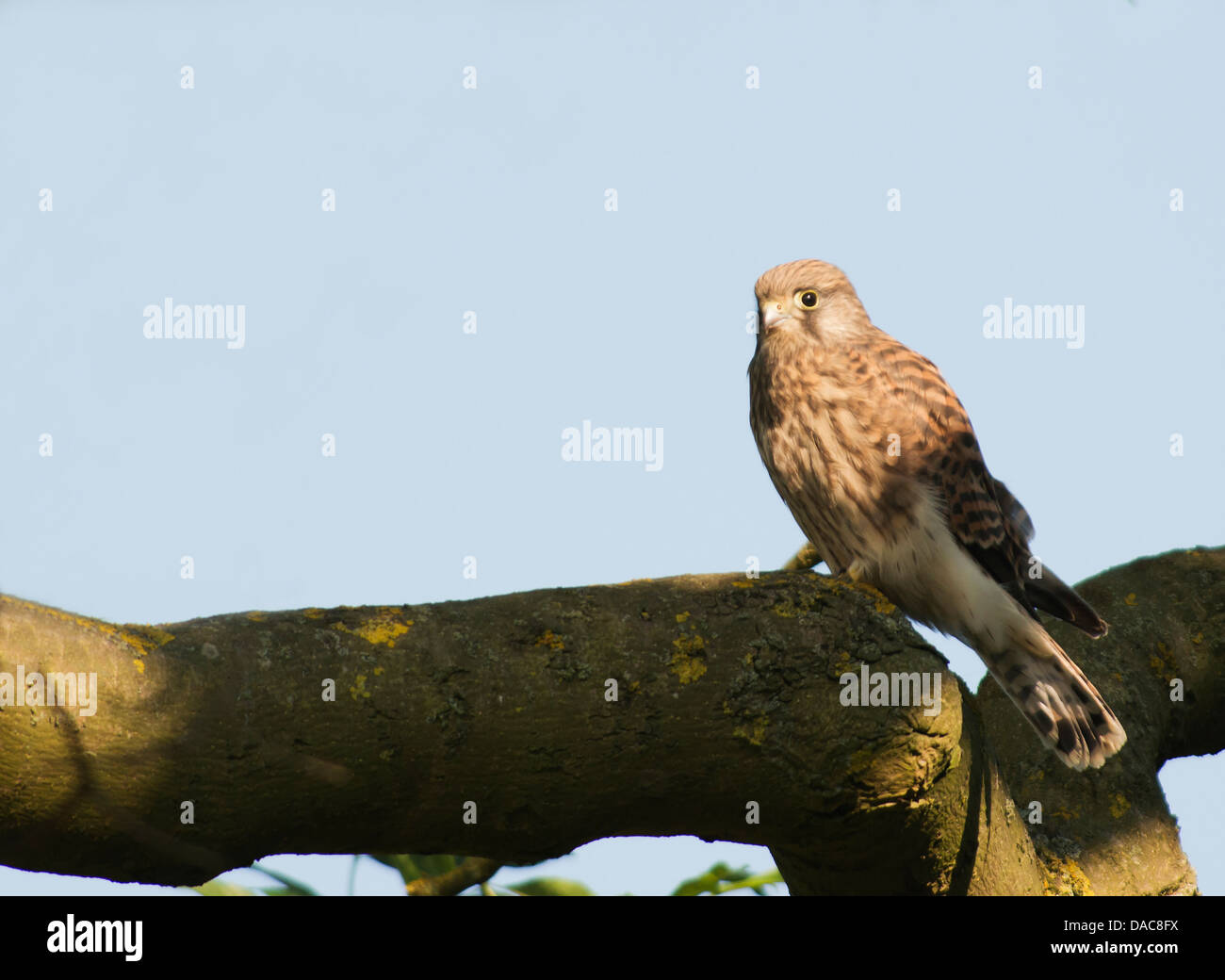 Recentemente sviluppato capretti selvatici Gheppio Falco tinnunculus contro il cielo blu Foto Stock