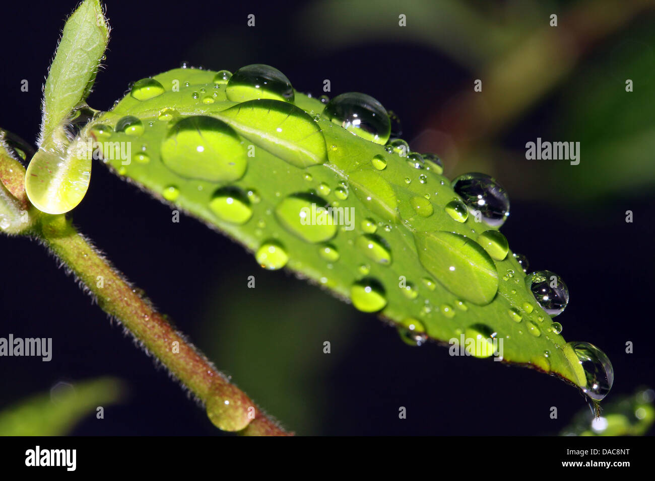 Foglia con gocce di pioggia, closeup shot, shallow dof. Foto Stock