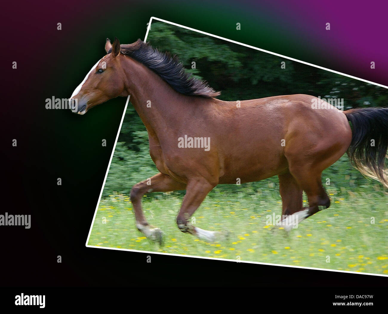 Questa opera d'arte digitale presenta un cavallo galoppante che emerge da uno sfondo sfumato, combinando movimento fluido con audaci contrasti visivi. Esplora il tema della libertà e del movimento nell'arte digitale. Foto Stock