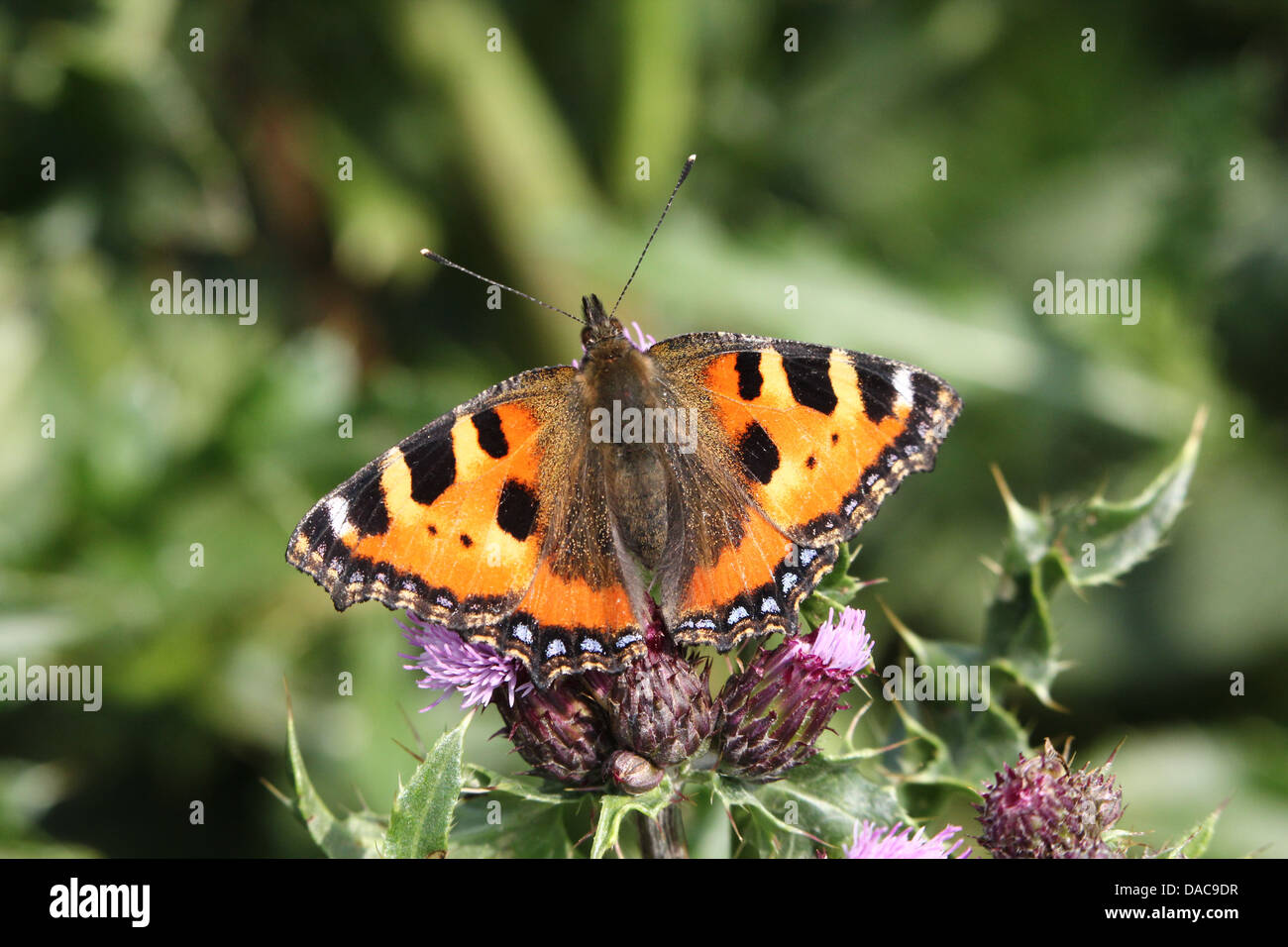 Molto dettagliata macro close-up di una piccola tartaruga (Aglais urticae) farfalla in posa su un fiore Foto Stock