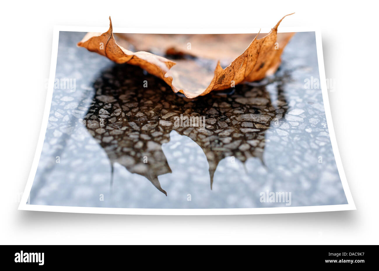 Questa immagine cattura la bellezza dell'autunno riflessa nell'acqua piovana su marmo, mostrando i colori delle foglie cadute. La superficie bagnata rispecchia l'ambiente circostante, creando un effetto 3D e migliorando il fascino visivo. L'atmosfera autunnale è completata da un riflesso naturale che aggiunge profondità e un senso di serenità alla composizione. Foto Stock