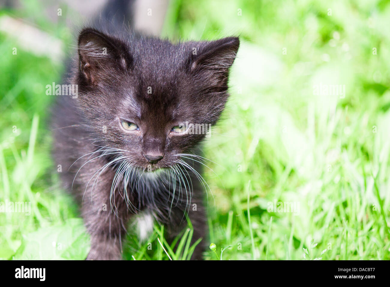 Poco divertente gattino Foto Stock