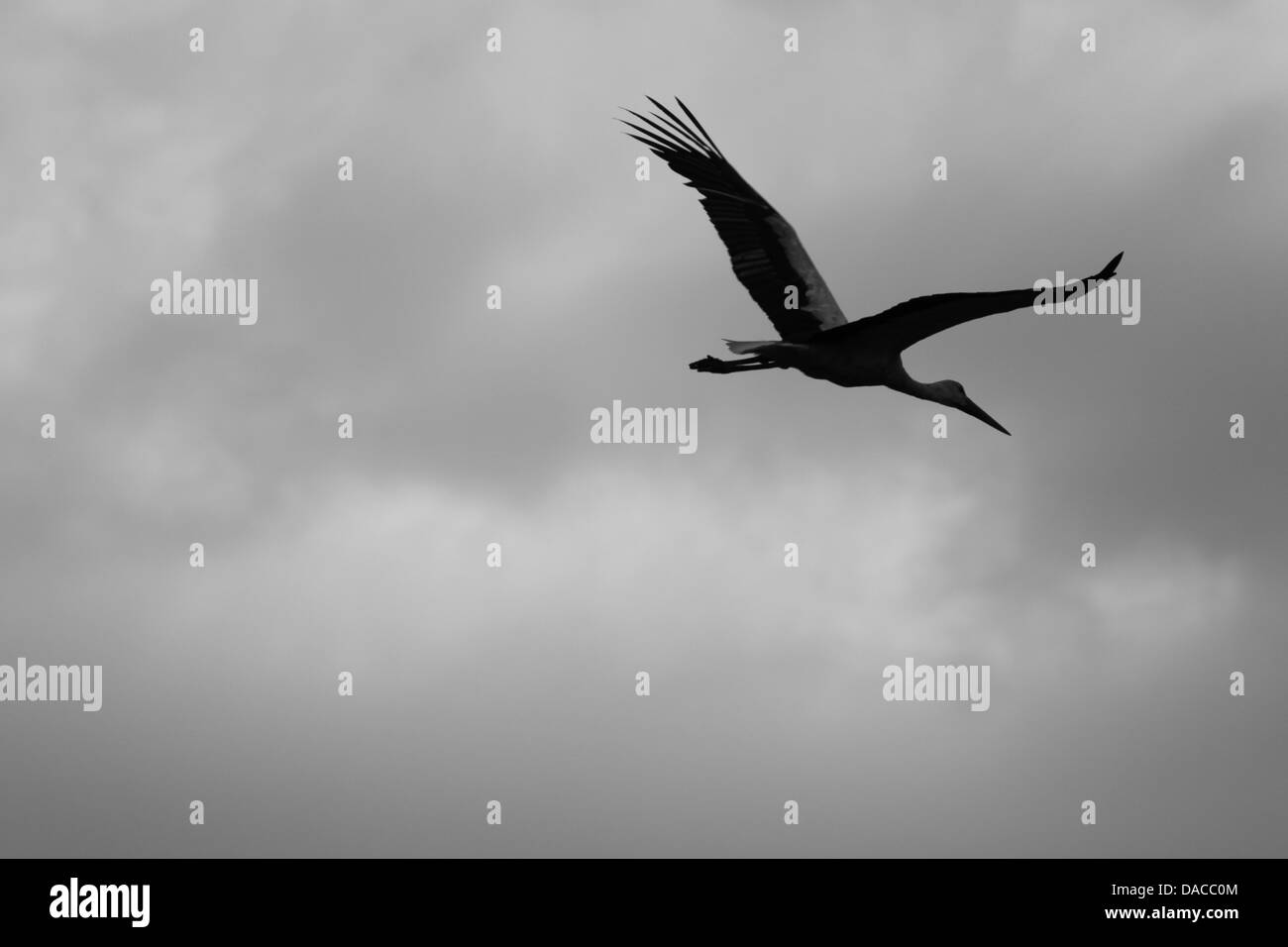 Stork in cerca di cibo nei pressi di campi di villaggio Foto Stock