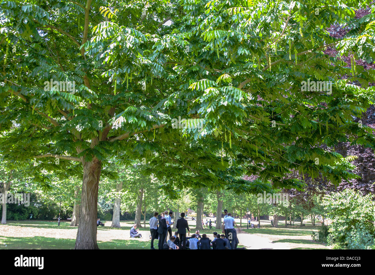 Un gruppo di ragazzi nella vite Park, Rochester, Medway, Kent, Inghilterra, Regno Unito, GB Foto Stock