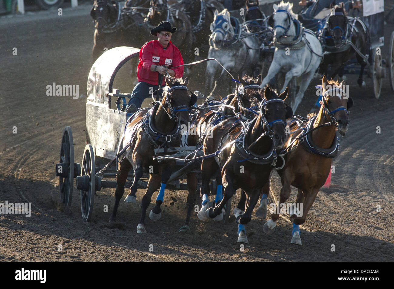 Chuckwagon gara a Calgary Stampede Foto Stock