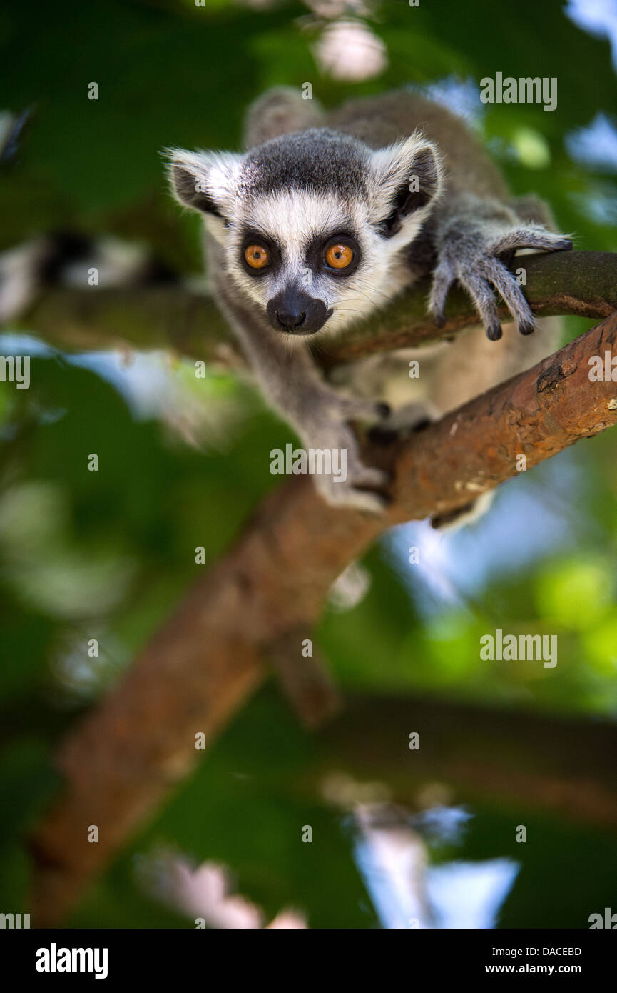 Anello Baby Tailed Lemur Foto Stock