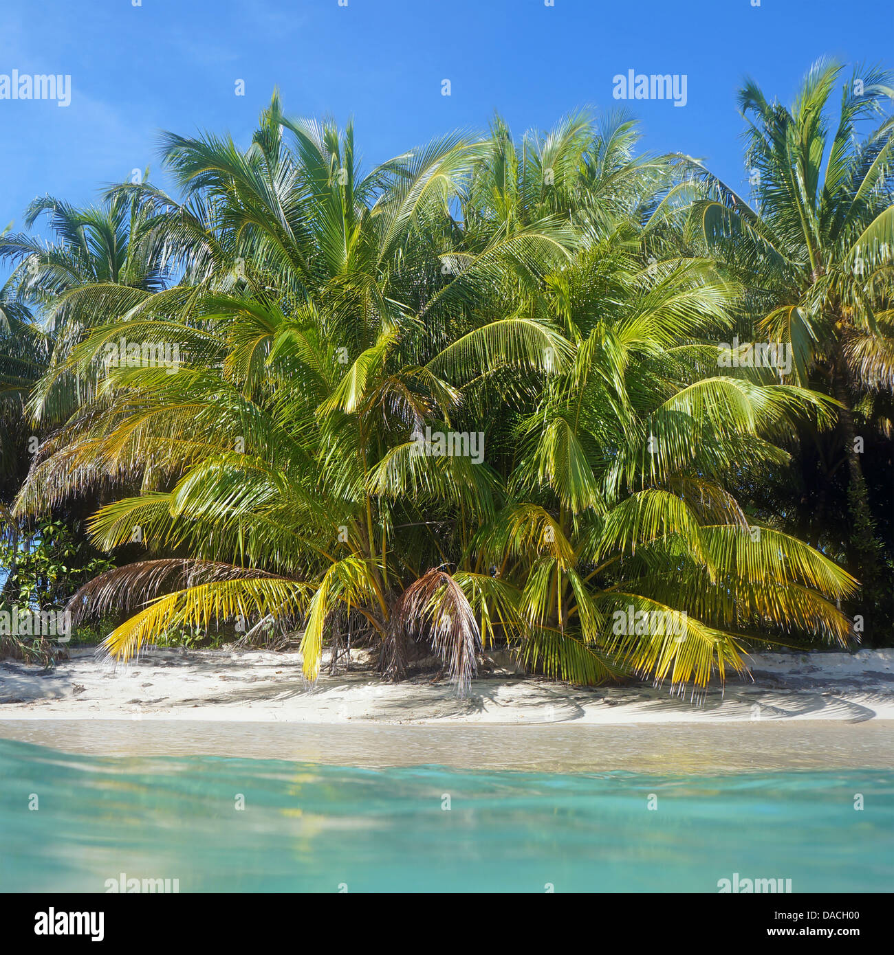 Lussureggianti palme da cocco su una spiaggia sabbiosa tropicale con acque turchesi Foto Stock