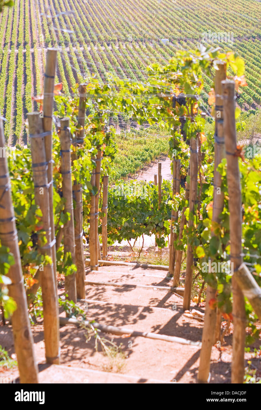 Indomita vigneto, Cile Foto Stock