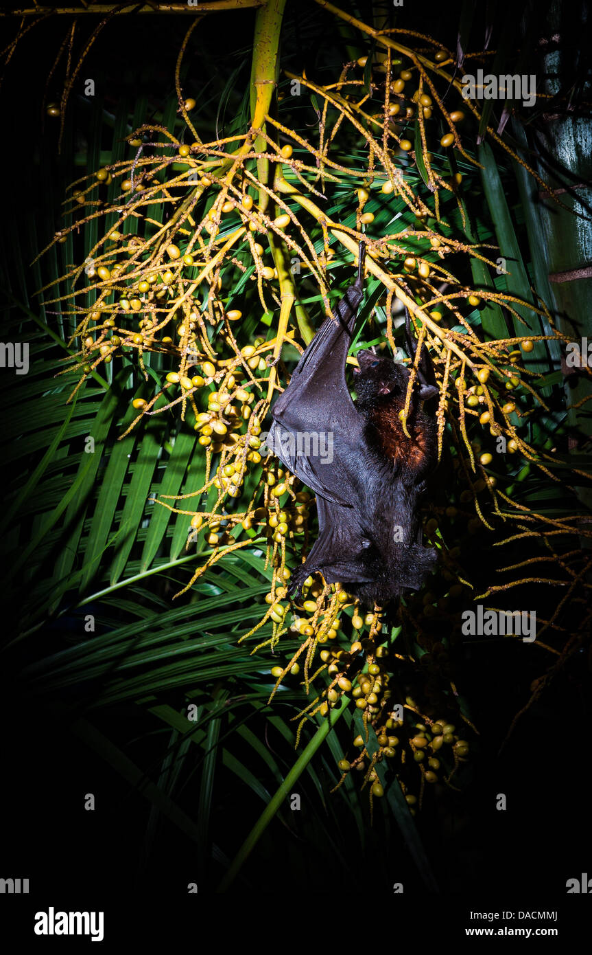 Nero Flying Fox (Pteropus alecto)alimentazione su Palm tree semi, Brisbane, Queensland, Australia Foto Stock