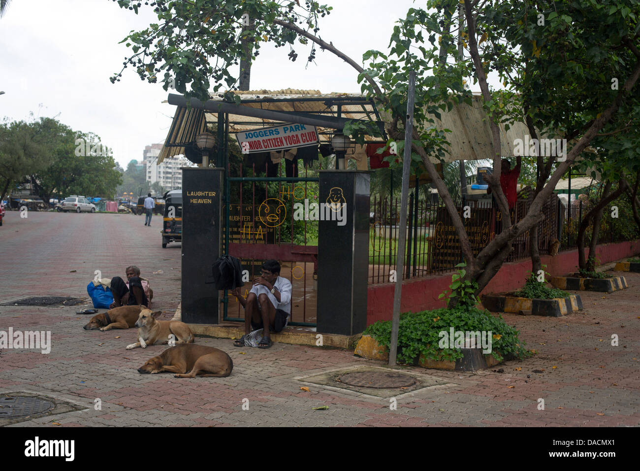 I cani randagi al di fuori della zona del giardino Mumbai Foto Stock