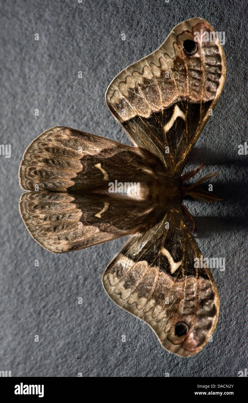 Vista superiore marrone falena promethea (Callosamia promethea) che mostra un dettagliato modello di ala e opacità con un patrimonio artistico di ombra. Foto Stock