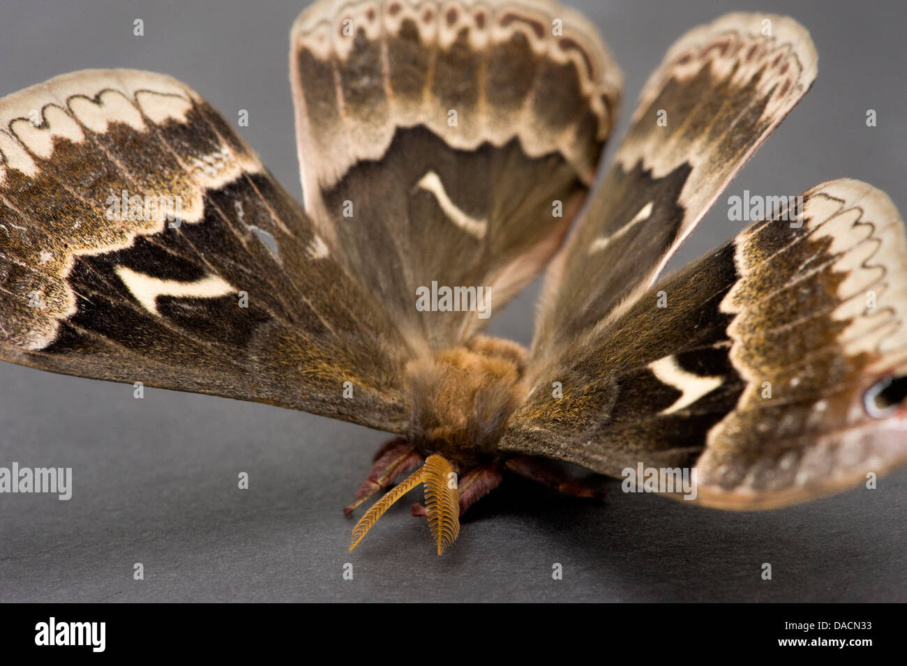 Top/vista posteriore che mostra le ali di un marrone promethea tarma (Callosamia promethea) Foto Stock