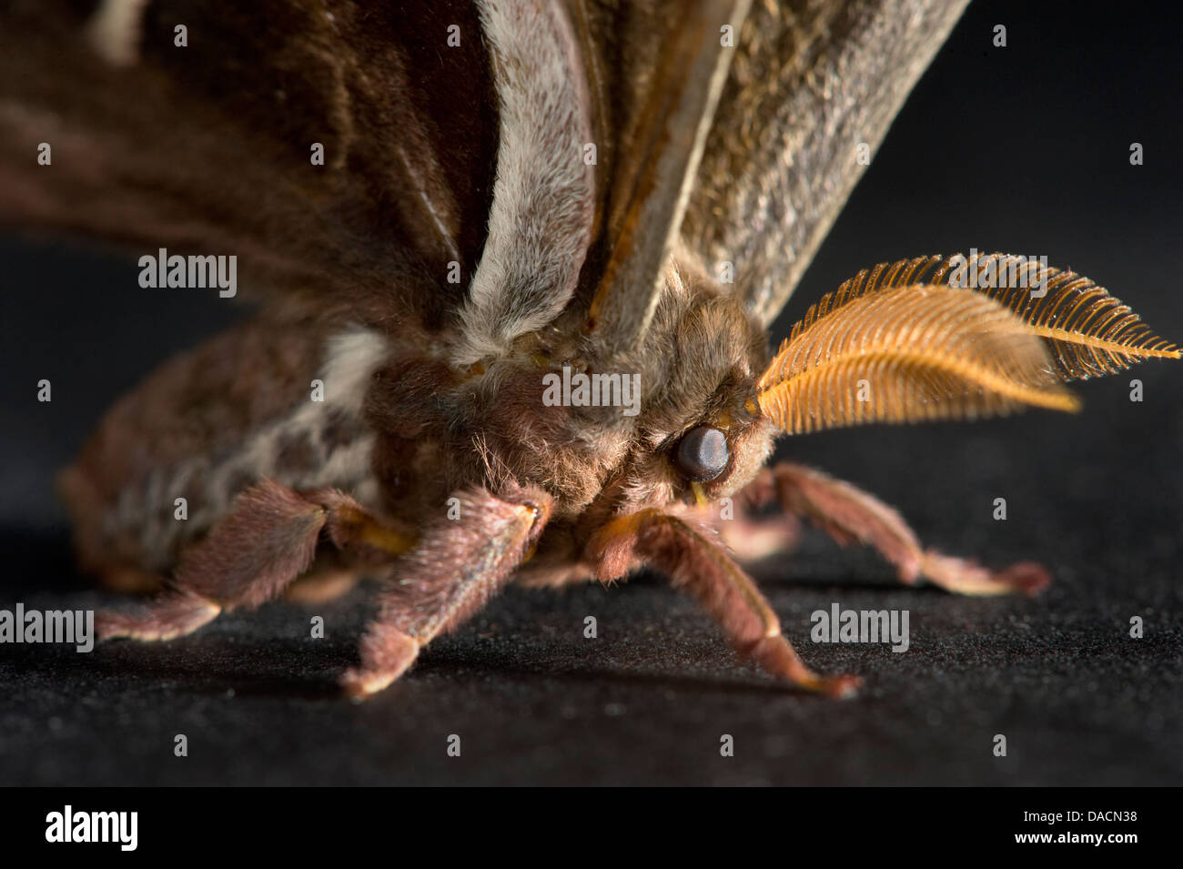 Vicino la vista laterale di un marrone promethea tarma (Callosamia promethea) Foto Stock
