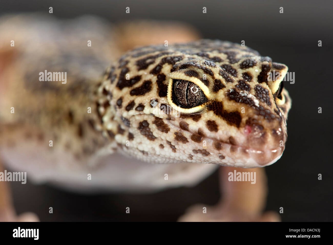 Close up macro ritratto di Leopard gecko (Eublepharis macularius) che mostra il dettaglio nella sua gli occhi ed il naso. Foto Stock
