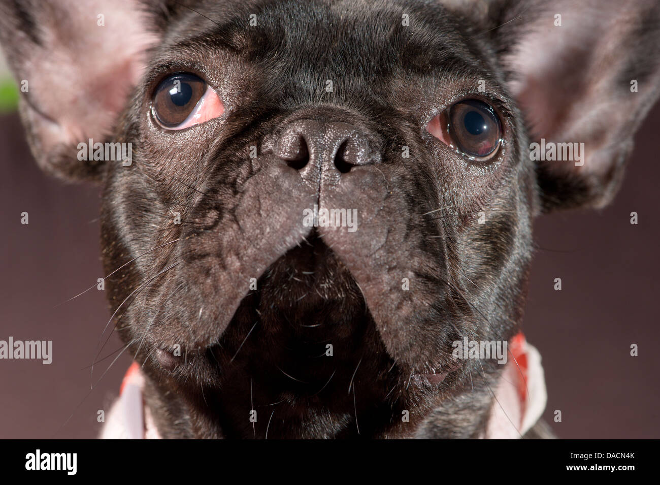 Close-up verticale di un bulldog francese cucciolo. Foto Stock