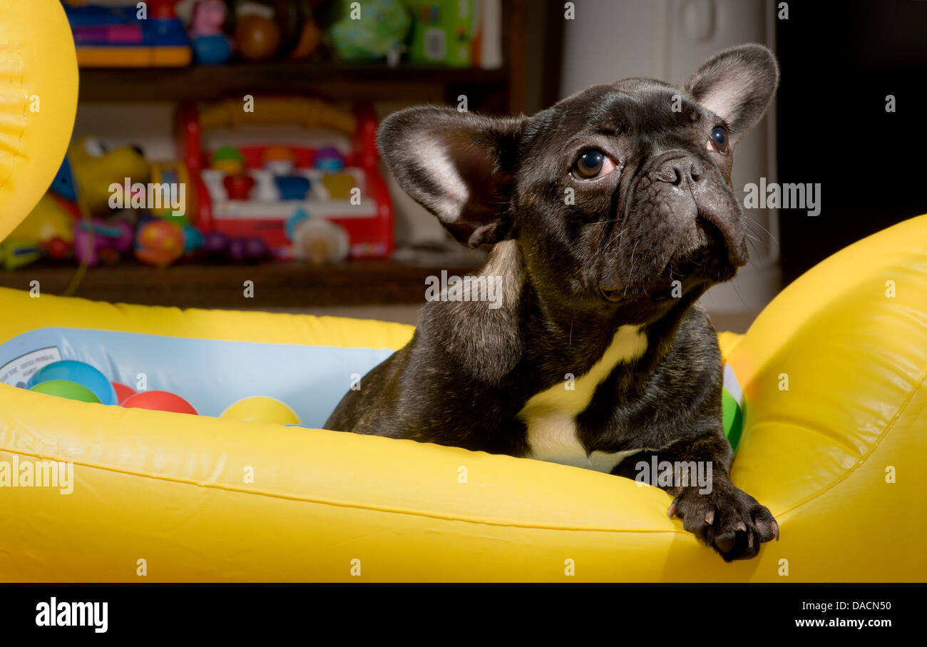 Bulldog francese cucciolo seduto in un gonfiabile giallo bambino giocattolo guardando verso l'alto. Foto Stock