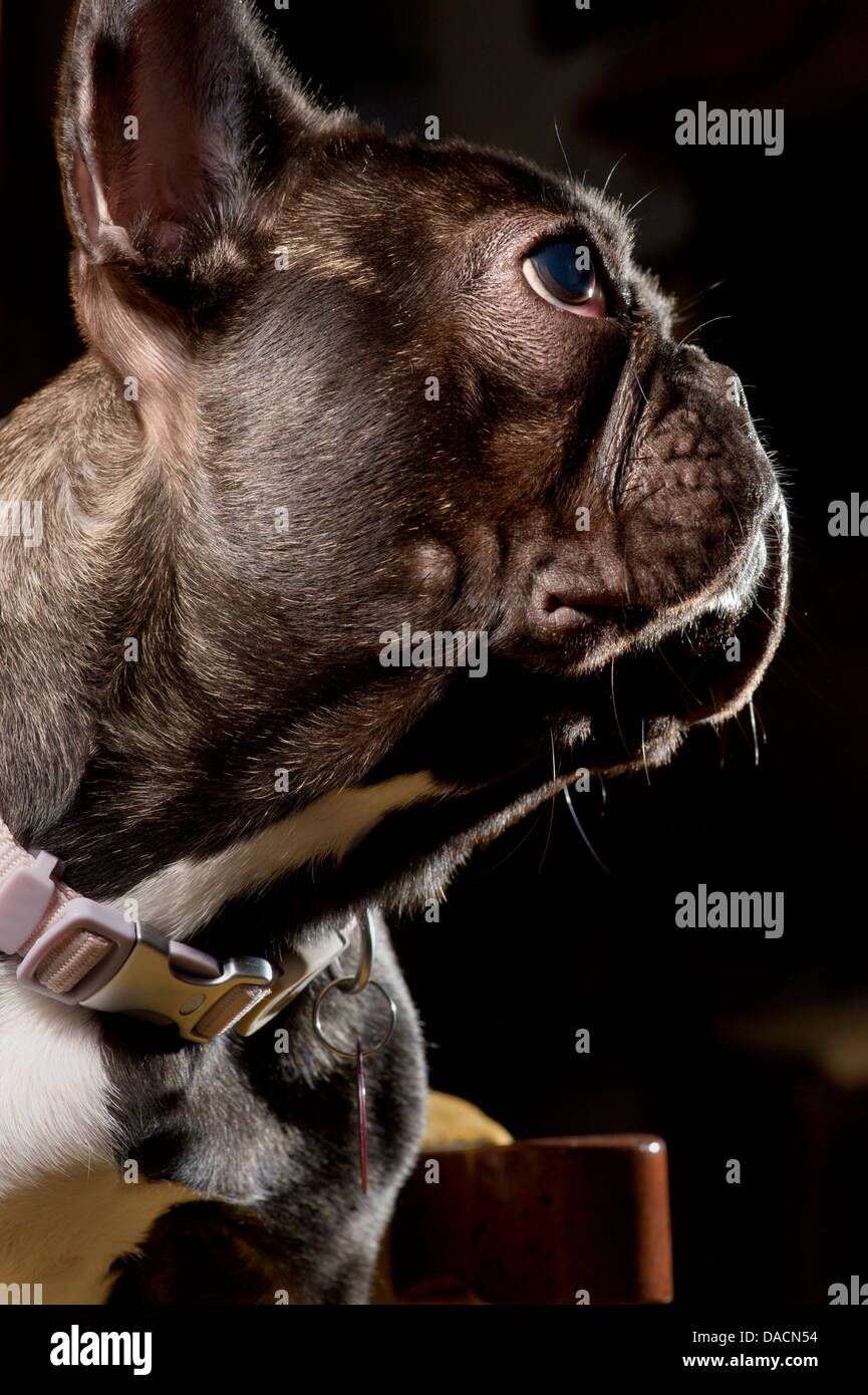 Profilo ritratto di un bulldog francese che indossa un collare. Foto Stock