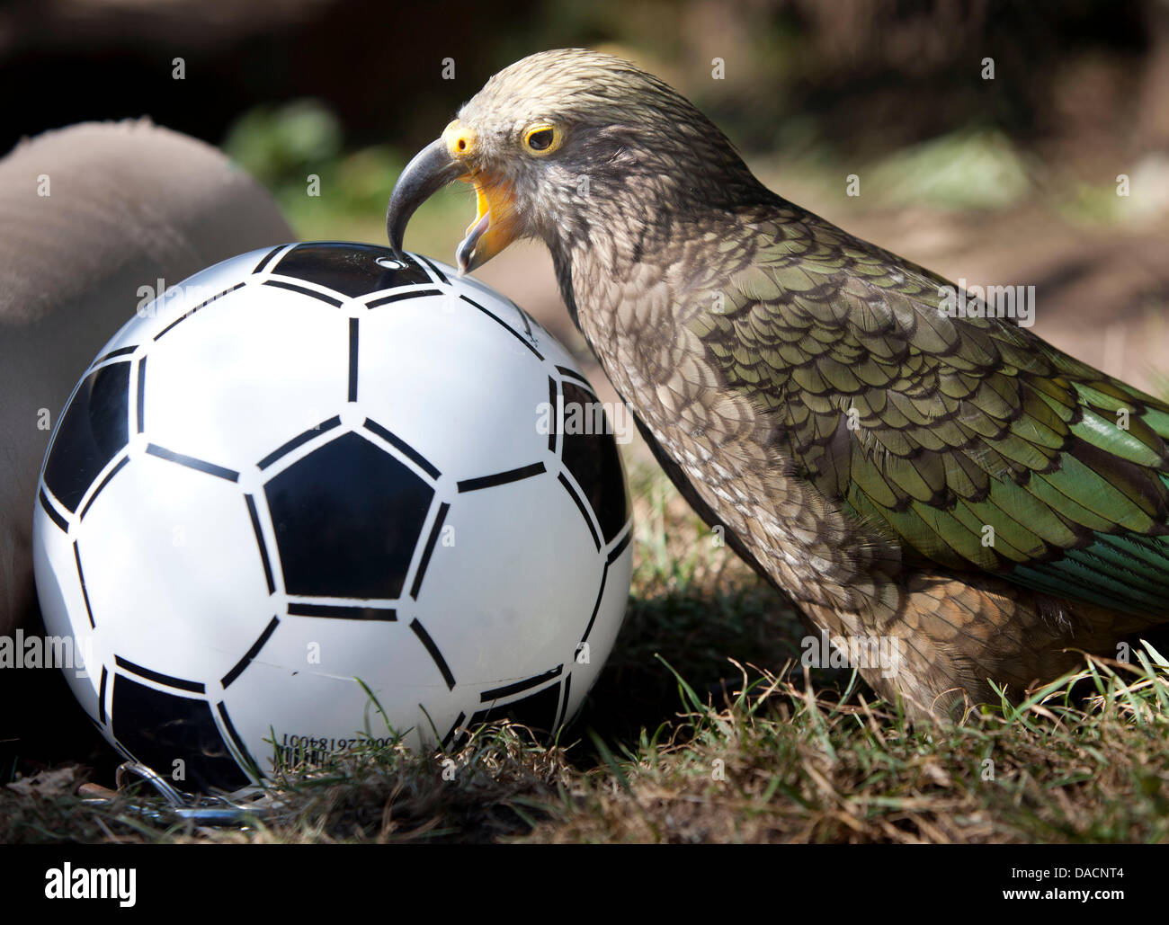 Kea 'Blacky' morde una plastica pallone da calcio allo zoo di Francoforte sul Meno, Germania, 28 settembre 2011. Tre dei giovani di uccelli in Nuova Zelanda sono ora presso lo Zoo di Francoforte dopo essere stato trasferito da Bremerhaven per mantenere il maschio solitario "Robin" società presso la voliera. Keas sono noti per la loro allegria e intelligenza. Foto: FRANK RUMPENHORST Foto Stock
