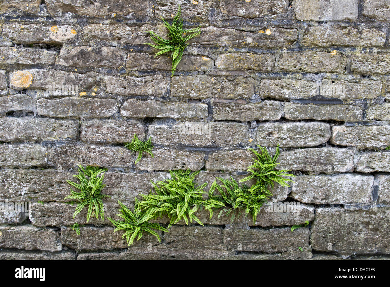 La felce crescente al di fuori del vecchio muro di pietra prese a Frome, Somerset, Regno Unito Foto Stock