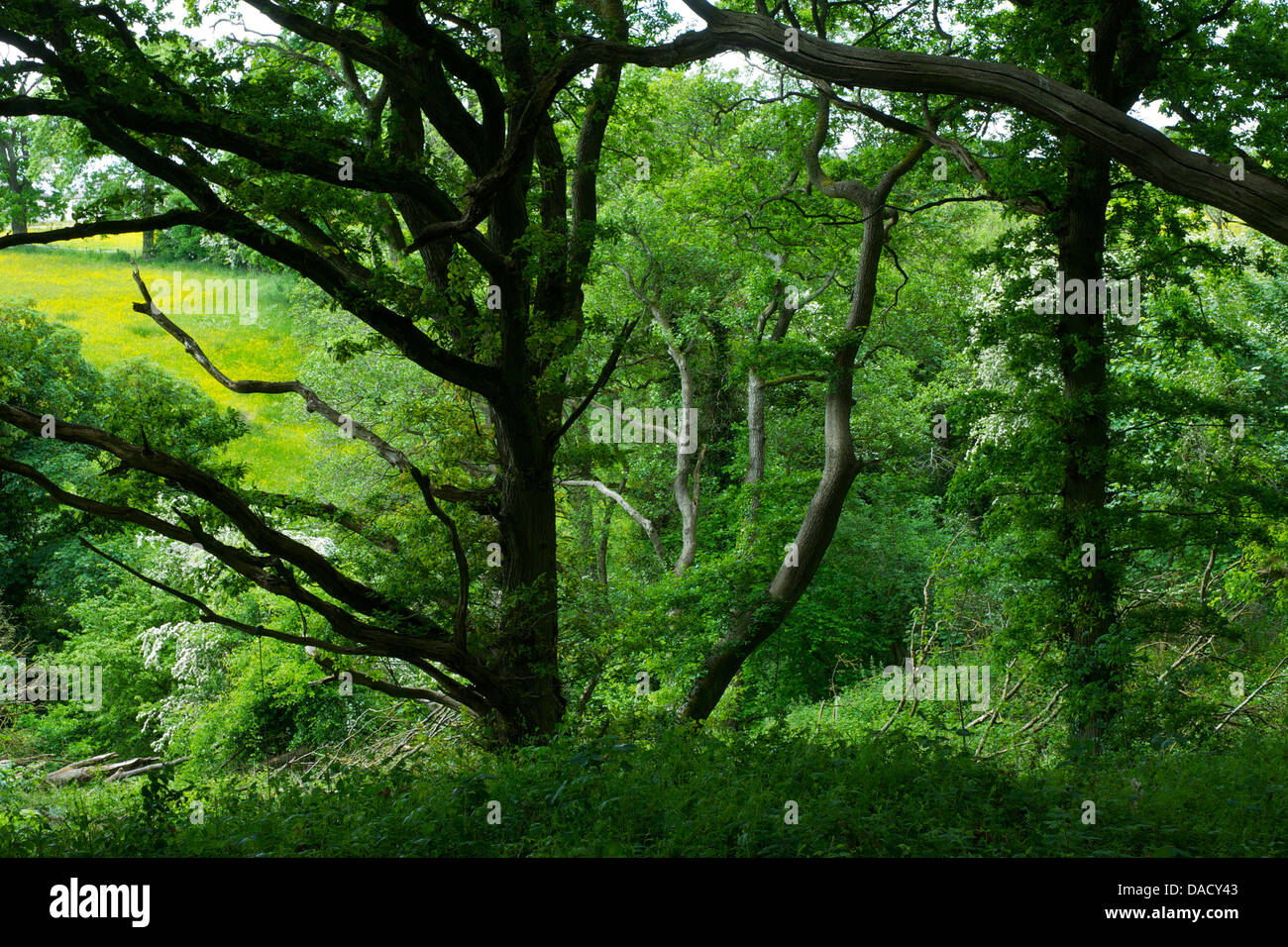 Quarry Bank boschi, vicino Cumwhinton village, Cumbria Wildlife Trust riserva naturale, Cumbria, England Regno Unito Foto Stock