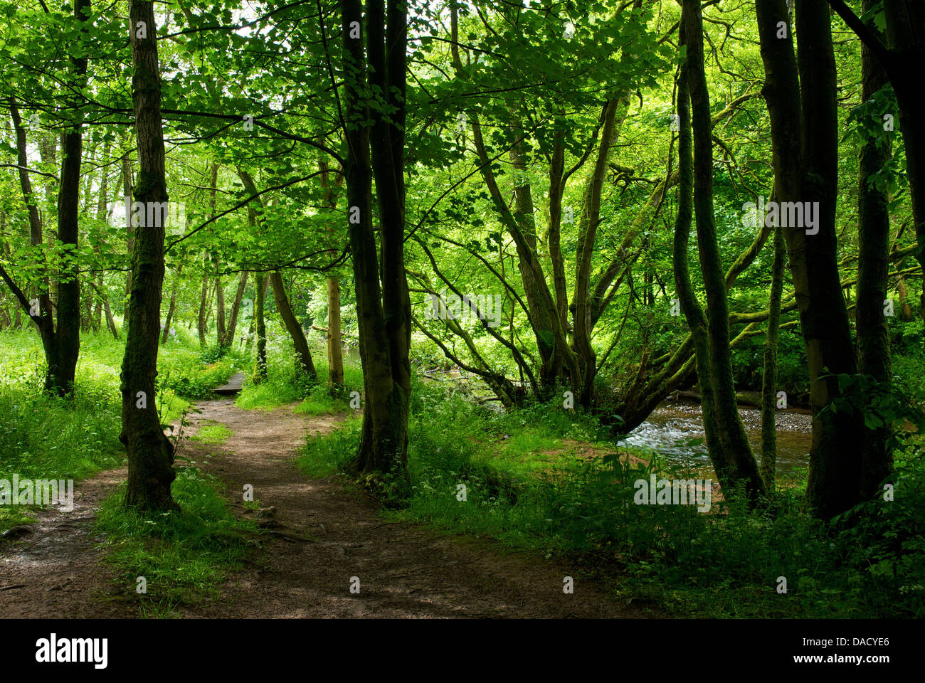 Wreay boschi a Cumbria Wildlife Trust riserva naturale, Cumbria, England Regno Unito Foto Stock