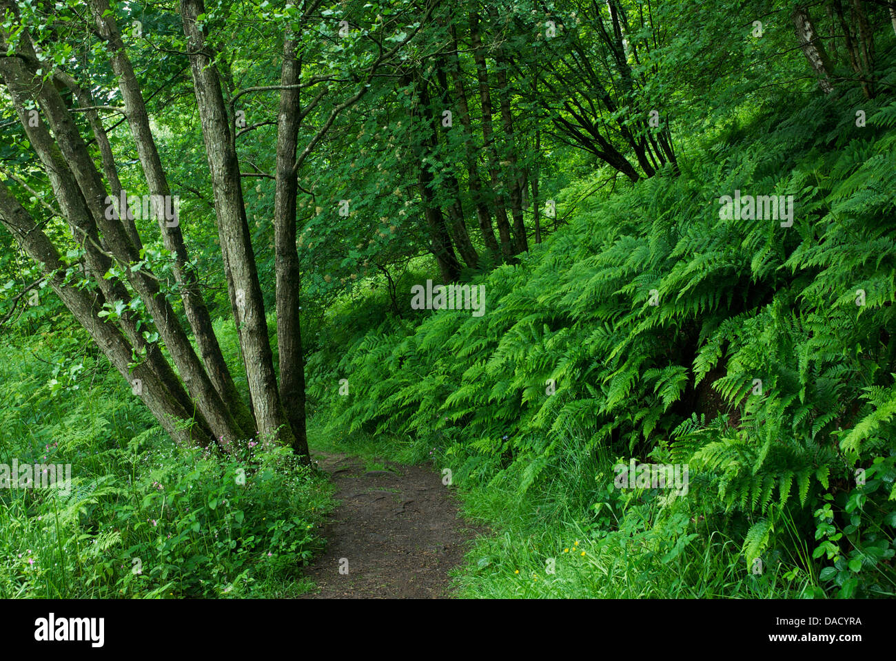 Wreay boschi a Cumbria Wildlife Trust riserva naturale, Cumbria, England Regno Unito Foto Stock