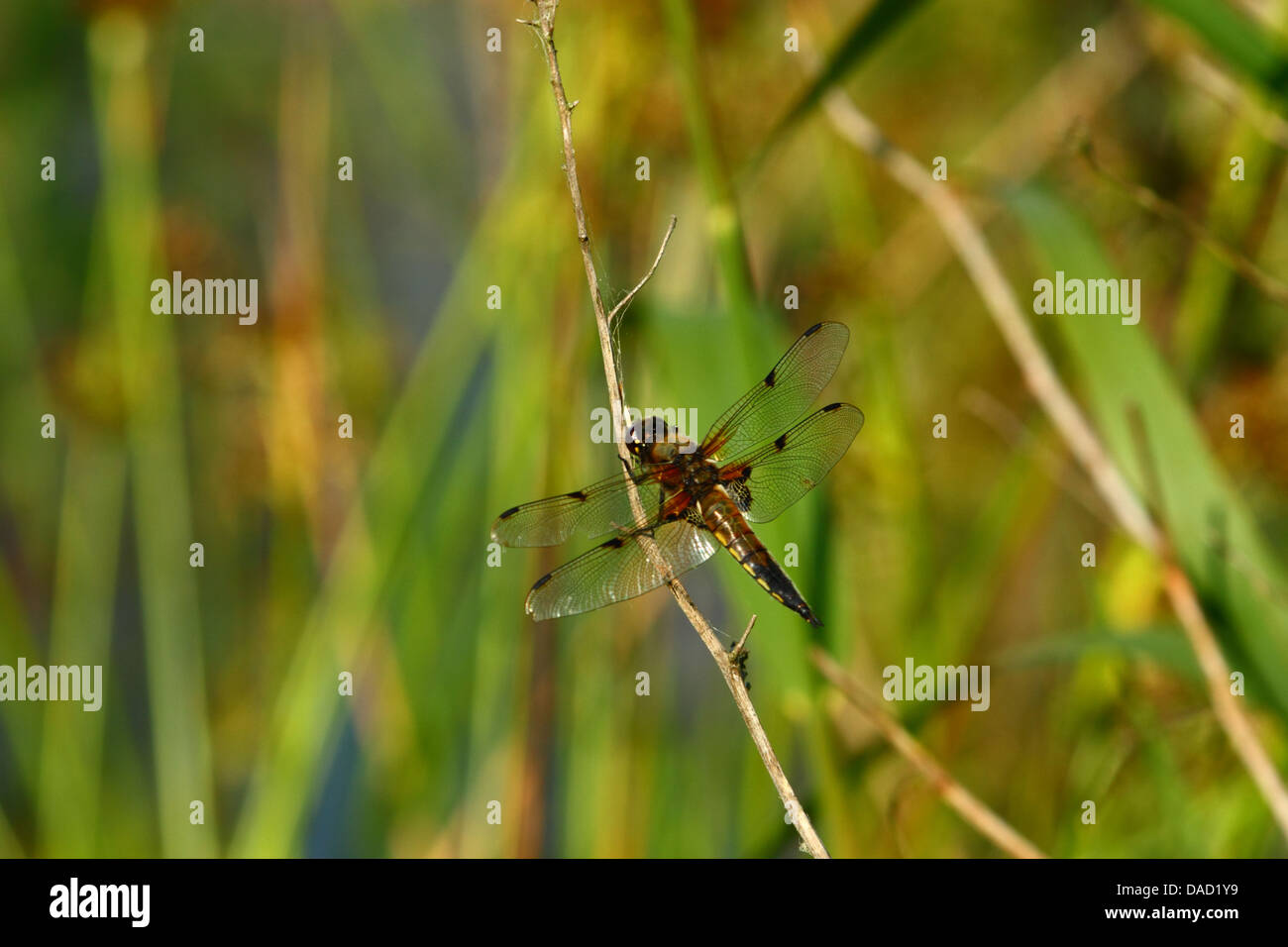 Quattro spotted chaser dragonfly in appoggio su di un ramo Foto Stock
