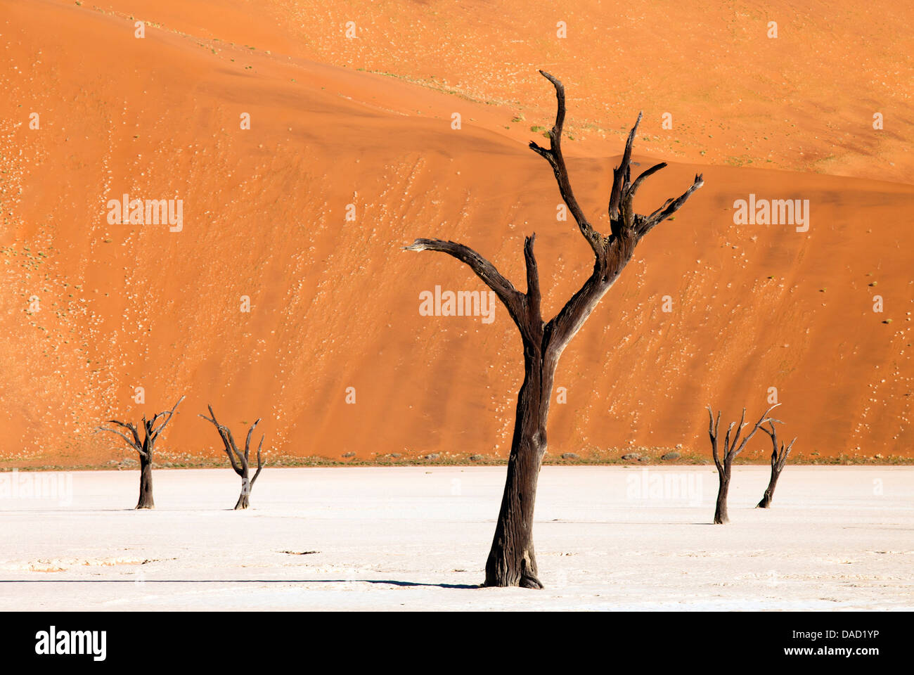 Morto alberi camelthorn del Namib Desert a Dead Vlei, Namib Desert, Namib Naukluft Park, Namibia Foto Stock
