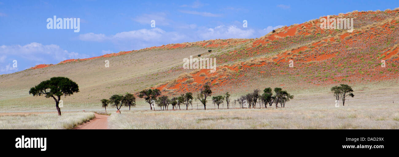 Vista panoramica mostra alberi e coperte di erba dune di sabbia arancione, Namib Rand Game Reserve, Namib Naukluft Park, Namibia, Africa Foto Stock