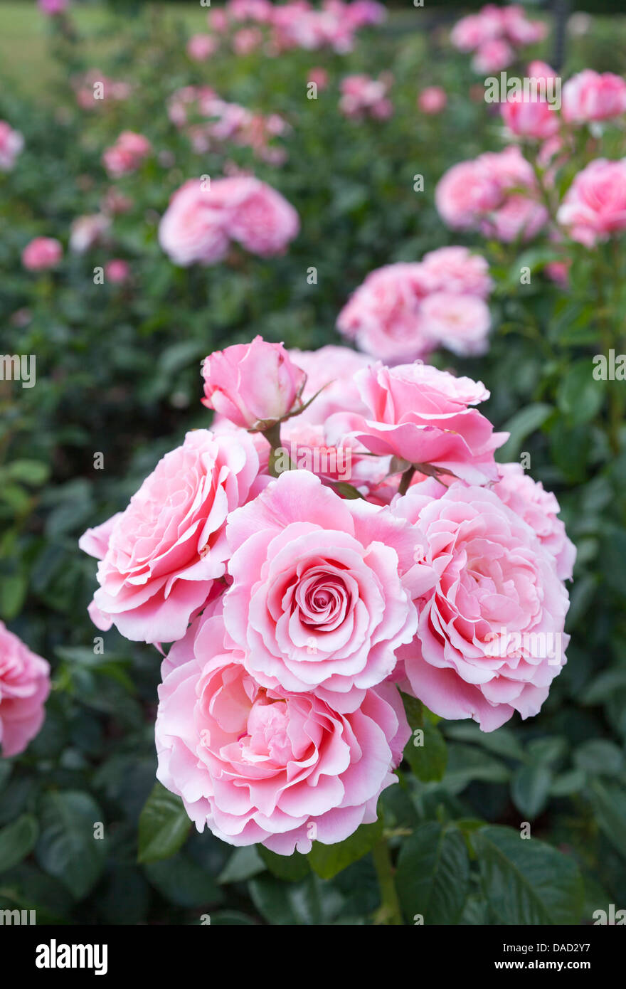 Le rose rosa "Tickled Pink' Fryhunky, ad RHS Gardens, Wisley, Surrey Foto Stock