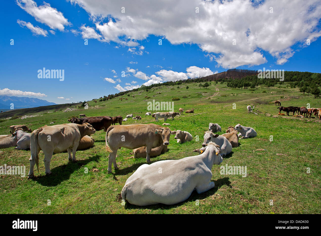 Mandria di mucche al pascolo e rilassante in una prateria. Pirenei. Catalunya. Spagna Foto Stock