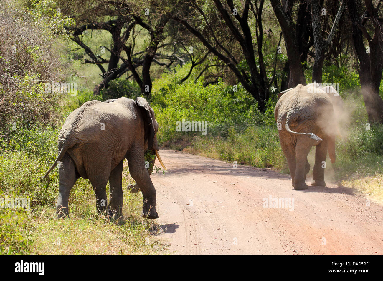 Due elefanti africani (Loxodonta africana) attraversare una strada nel Lago Manyara National Park, Tanzania Foto Stock