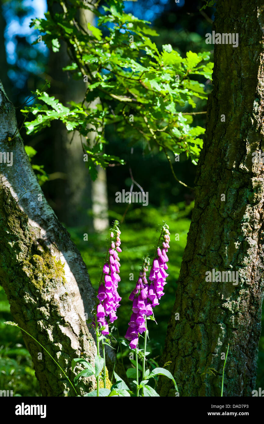Foxgloves in Mortimer foresta, vicino a Ludlow, Shropshire, Inghilterra Foto Stock