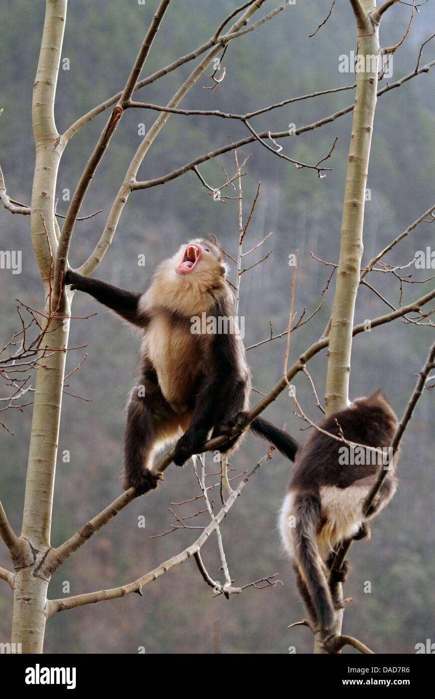 Nero rampognare-annusò scimmia, Yunnan rampognare-annusò scimmia (Rhinopithecus bieti), affronto-scimmie dal naso nella struttura ad albero , Cina Yunnan, Baima Montagna neve Riserva Naturale Foto Stock