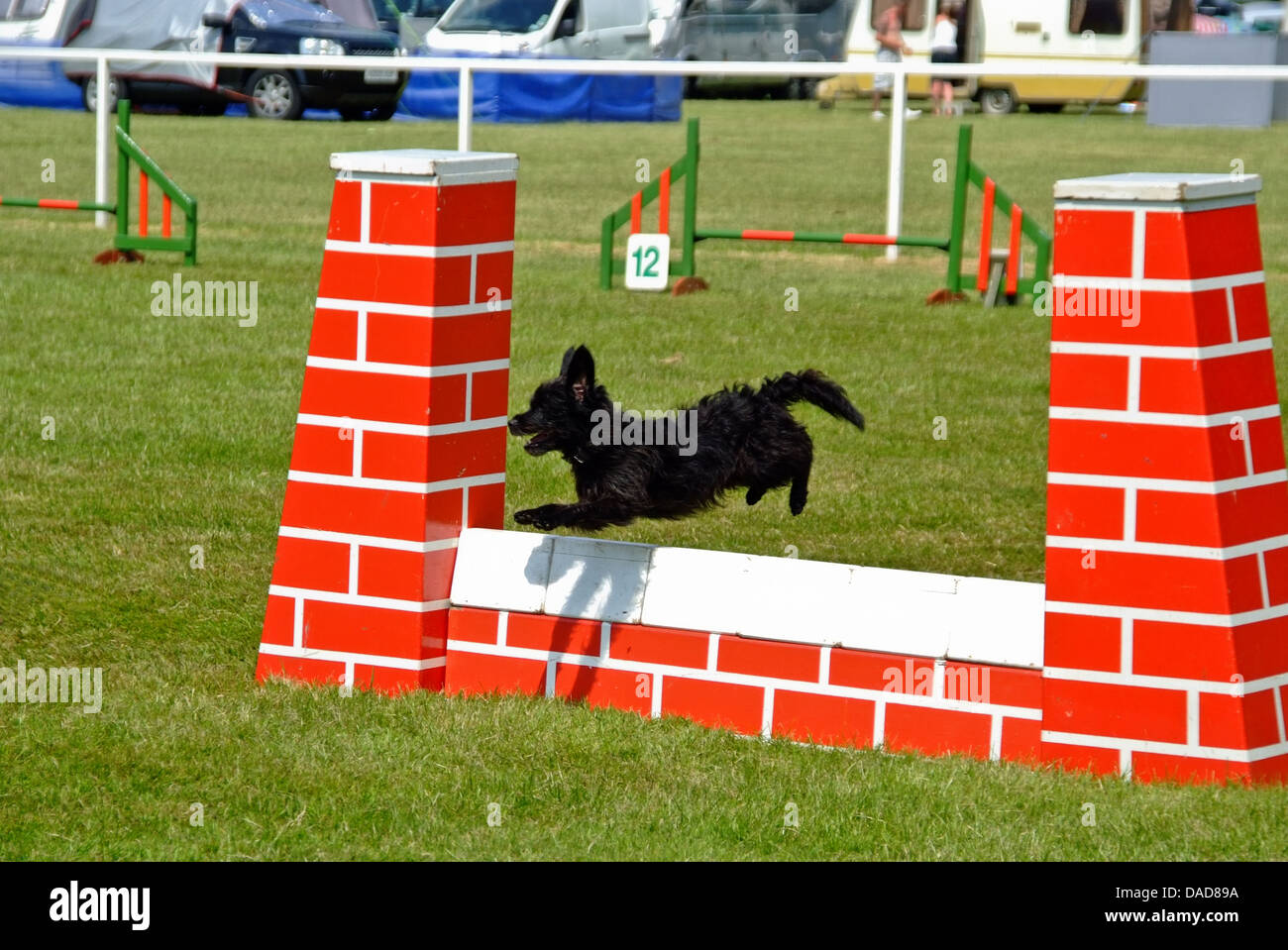 Terrier andando oltre il salto a Agility dog show Foto Stock