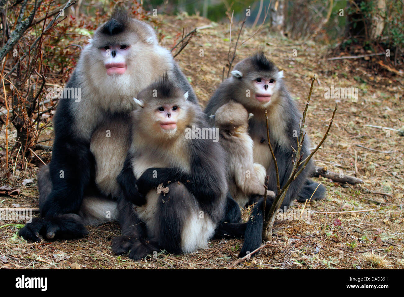 Nero rampognare-annusò scimmia, Yunnan rampognare-annusò scimmia (Rhinopithecus bieti), incontri di famiglia, Cina Yunnan, Baima Neve Montagne riserva naturale Foto Stock