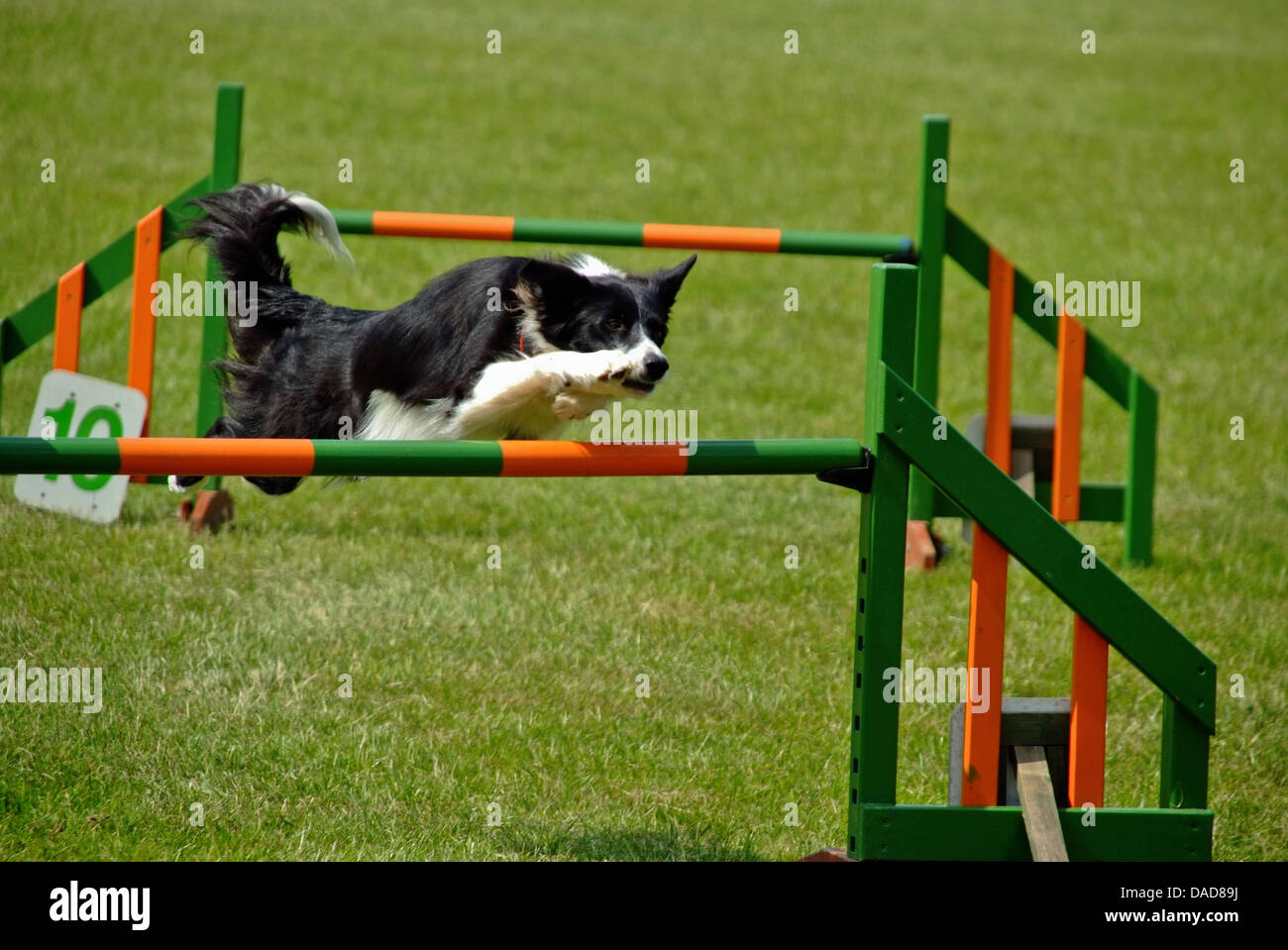 Border Collie saltando ostacoli a Agility dog show Foto Stock