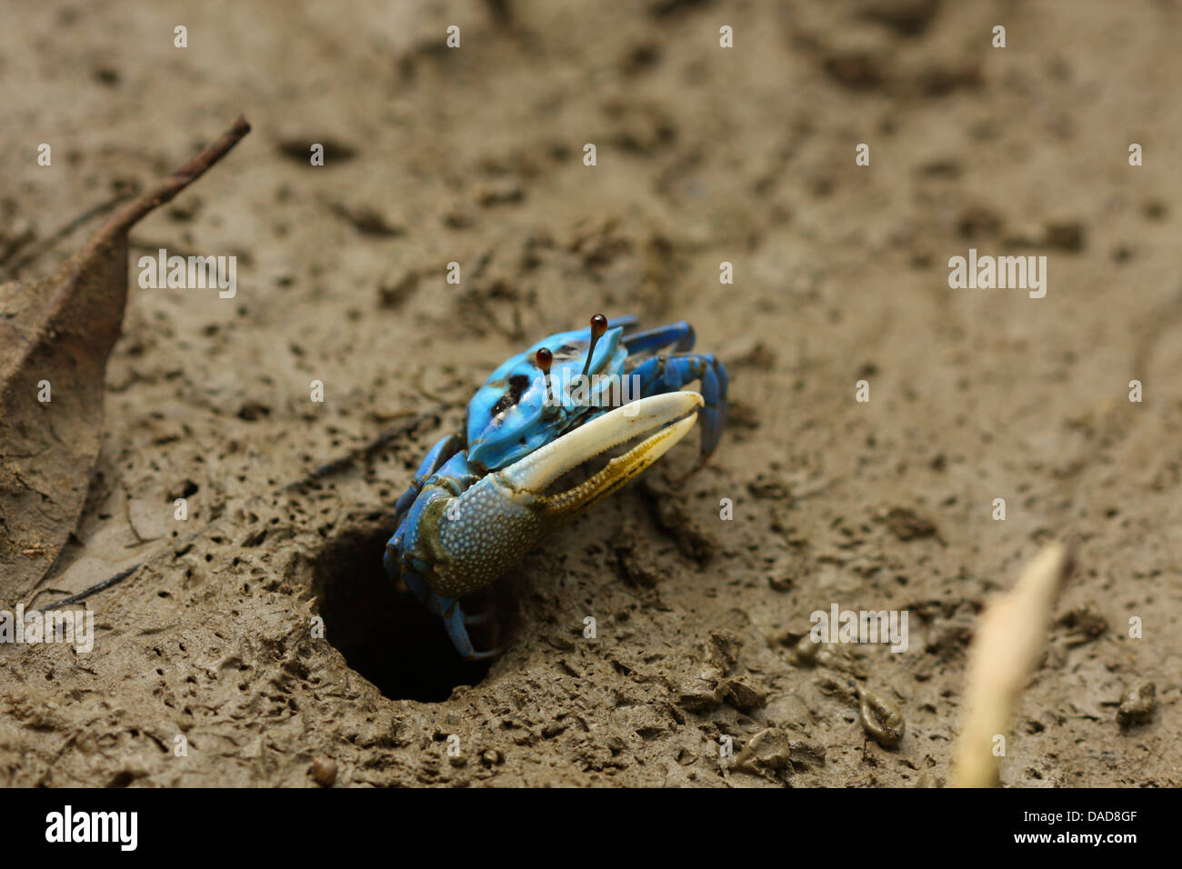 Blue fiddler crab lasciando tutta la sua, Malaysia Sarawak, Bako National Park Foto Stock
