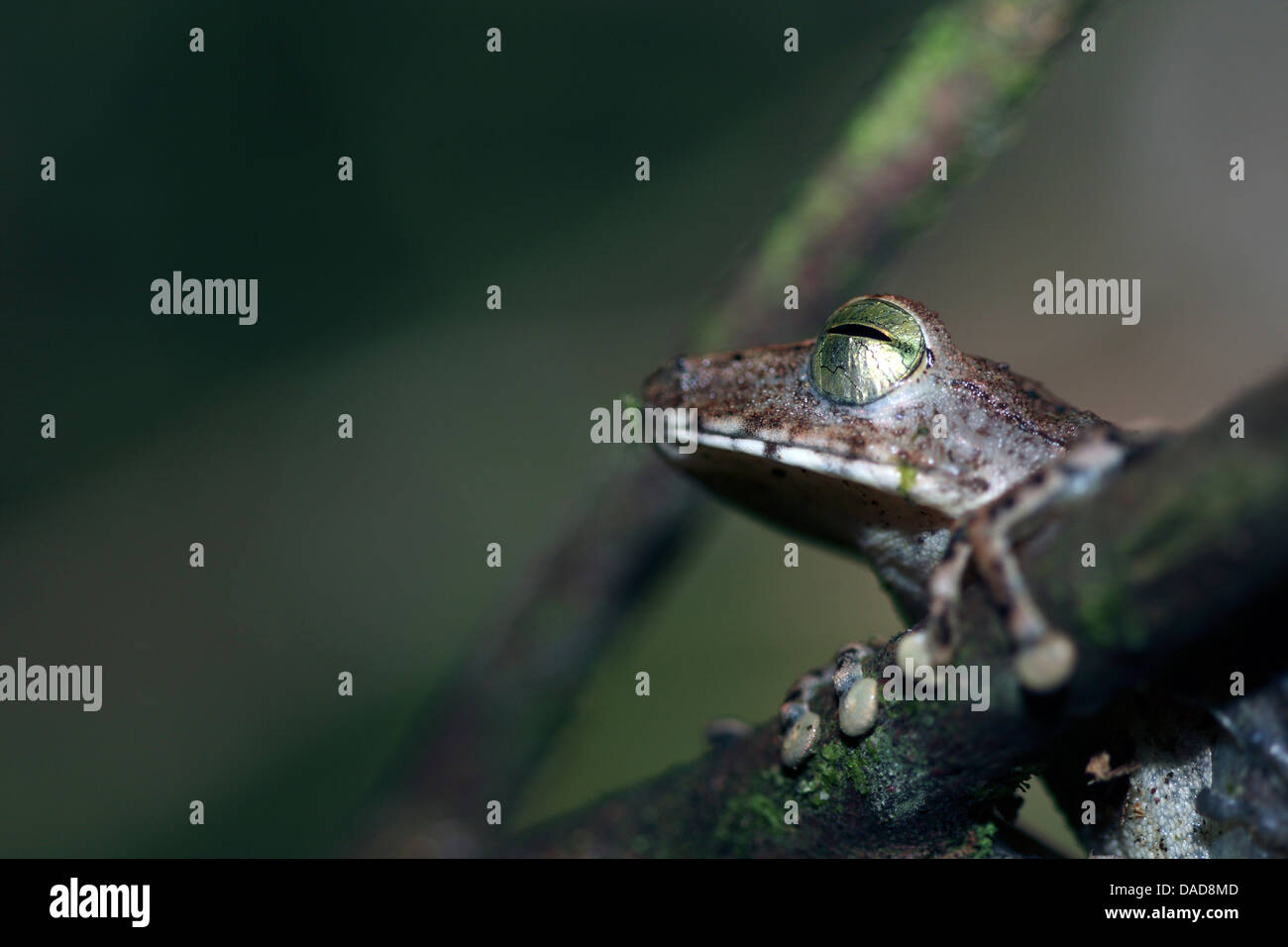 Heredia, Malaysia Sabah, Danum Valley Foto Stock