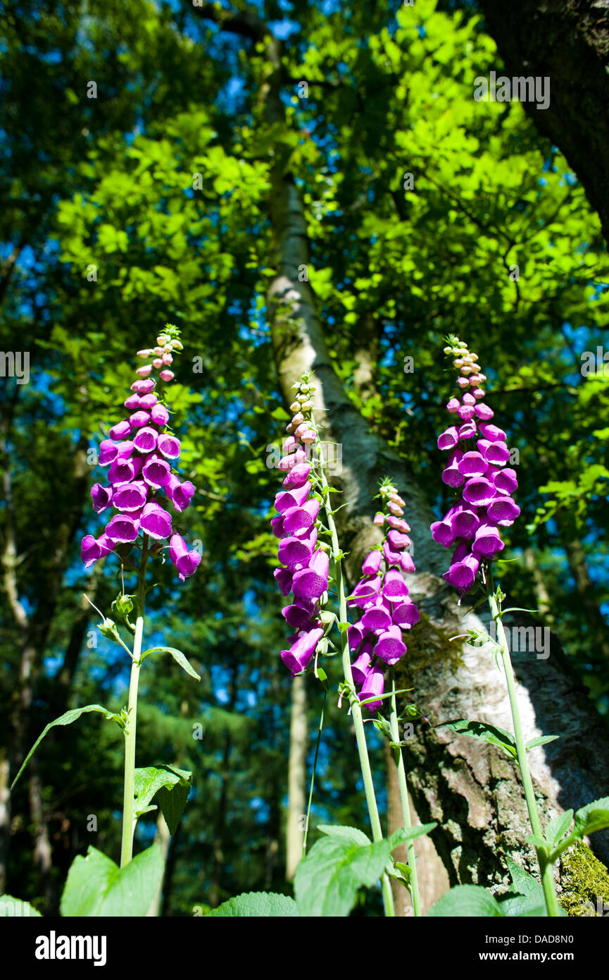 Foxgloves in Mortimer foresta, vicino a Ludlow, Shropshire, Inghilterra Foto Stock