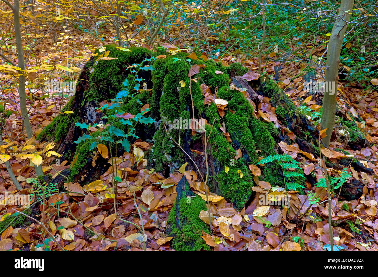 Agrifoglio comune, inglese holly (Ilex aquifolium), old mossy tree intoppo con giovani pianta di agrifoglio, Germania, Bassa Sassonia, Osterholz Foto Stock