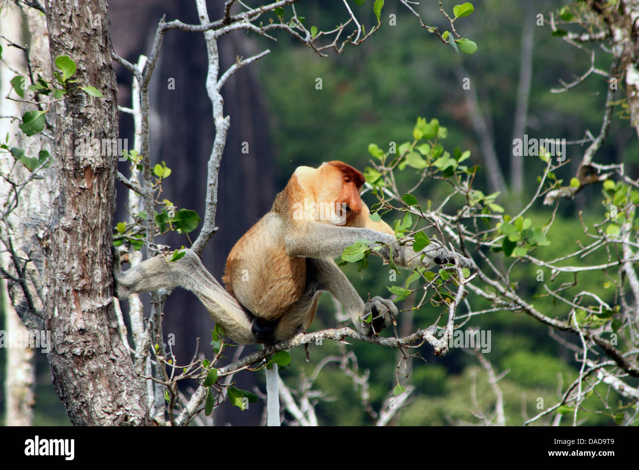 Proboscide di scimmia (Nasalis larvatus), seduto su un albero, Malaysia Sarawak, Bako National Park Foto Stock