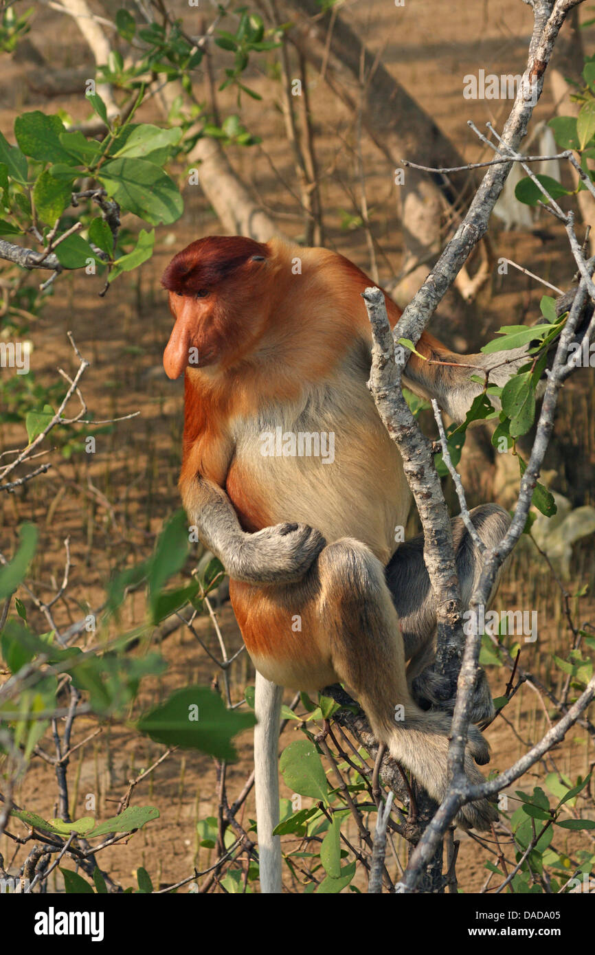 Proboscide di scimmia (Nasalis larvatus), seduto su un albero, Malaysia Sarawak, Bako National Park Foto Stock