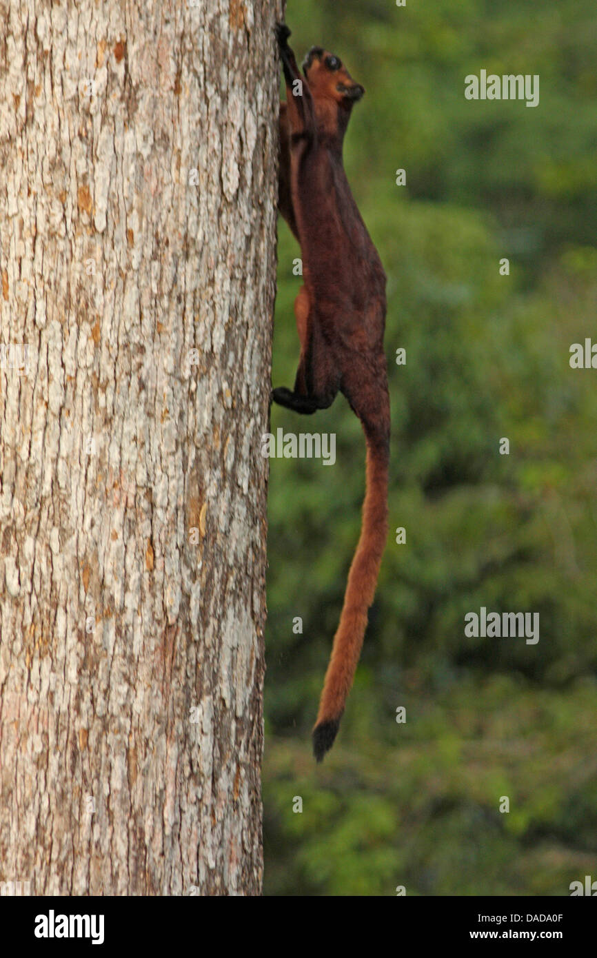 Gigante rosso scoiattolo battenti (Petaurista petaurista), in esecuzione di un tronco di albero, Malaysia Sabah, Rainforest Discovery Centre Foto Stock