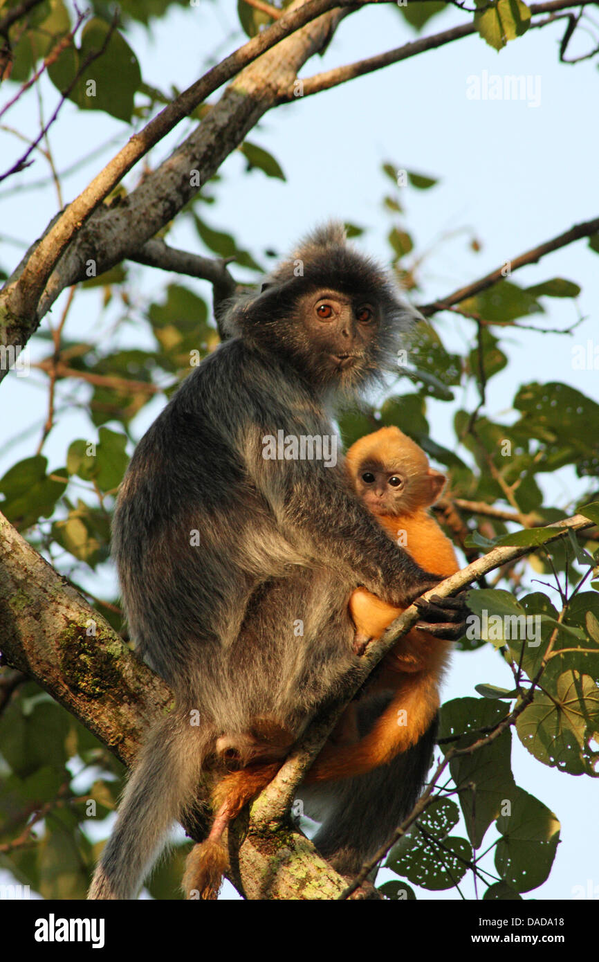 Foglia argentata di scimmia (Presbytis cristata, Trachypithecus cristatus), witj capretti su un albero, Malaysia Sarawak, Bako National Park Foto Stock