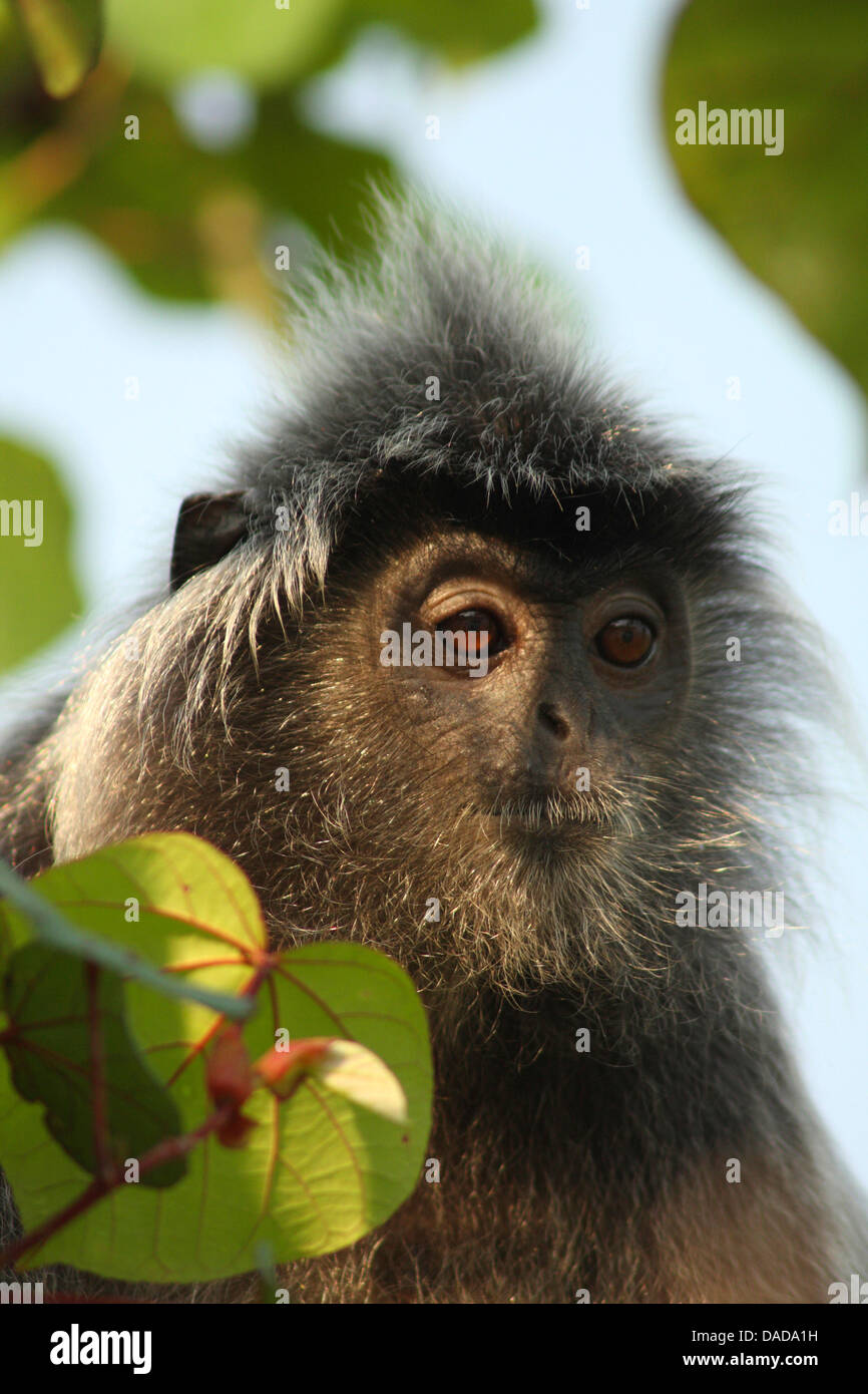 Foglia argentata di scimmia (Presbytis cristata, Trachypithecus cristatus), ritratto, Malaysia Sarawak, Bako National Park Foto Stock