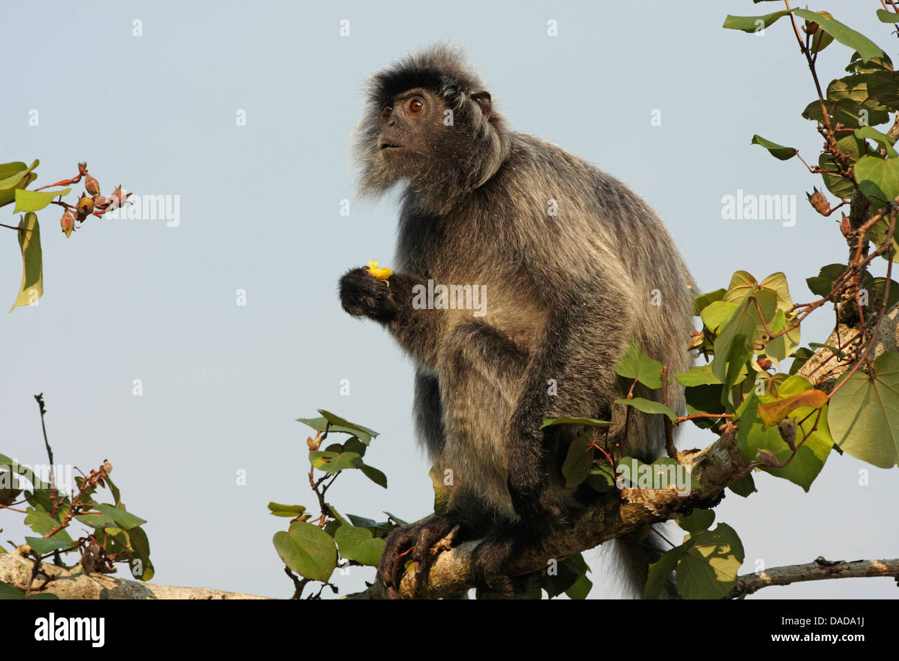 Foglia argentata di scimmia (Presbytis cristata, Trachypithecus cristatus), seduto su un ramo di alimentazione, della Malaysia, di Sarawak, Bako National Park Foto Stock