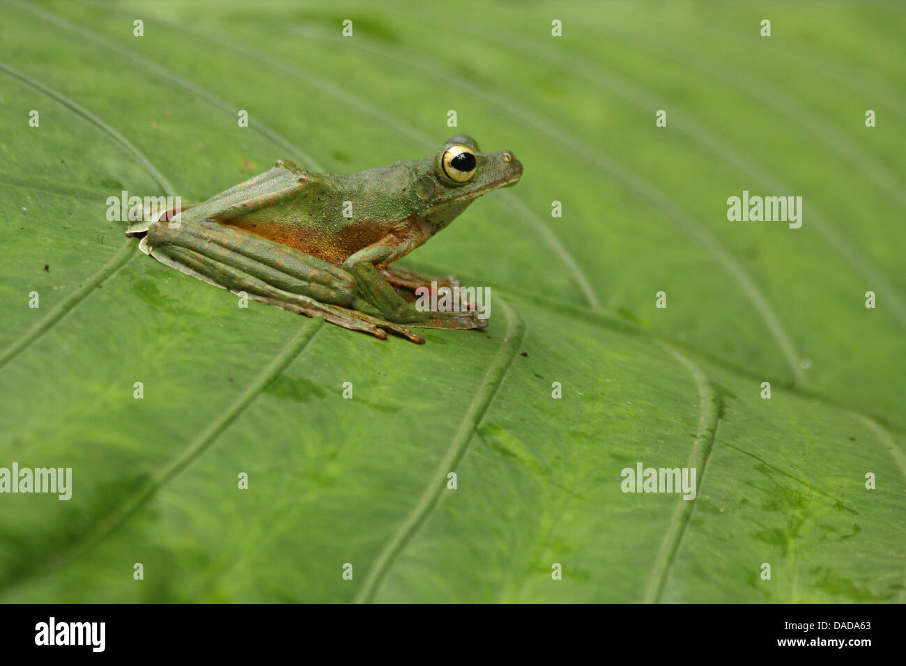 Wallace's Flying Frog (Rhacophorus nigropalmatus), seduta su una foglia, Malaysia Sabah, Danum Valley Foto Stock