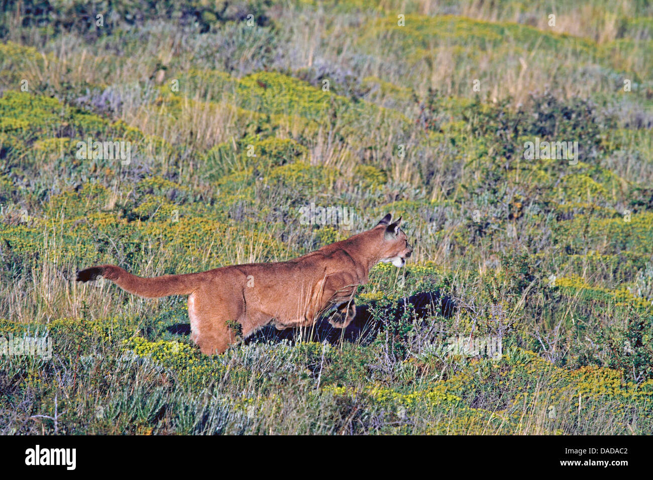 Puma, Mountain lion, Cougar (Puma concolor, Profelis concolor, Felis concolor), saltando, Cile, Ultima Esperanza, Parco Nazionale Torres del Paine Foto Stock